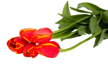 beş kırmızı lale