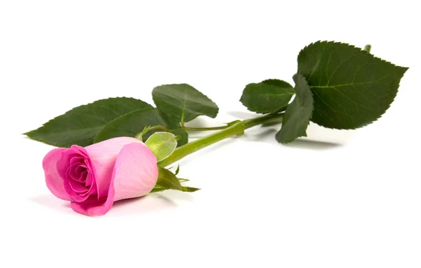 Pink rose — Stock Photo, Image