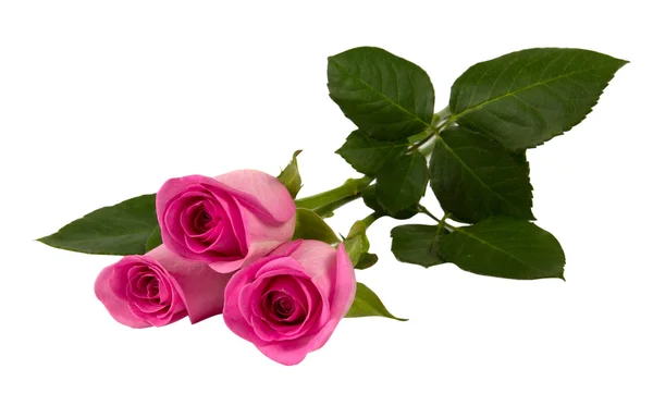 Tre rose rosa — Foto Stock