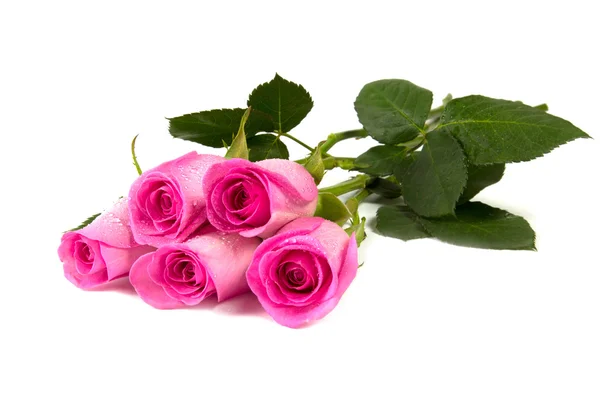 Five pink roses — Stock Photo, Image