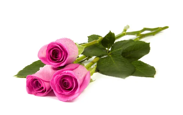 3 つのピンクのバラ — ストック写真