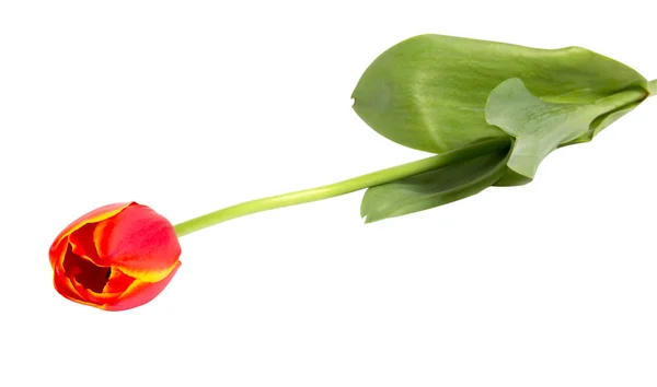 Red tulip — Stock Photo, Image