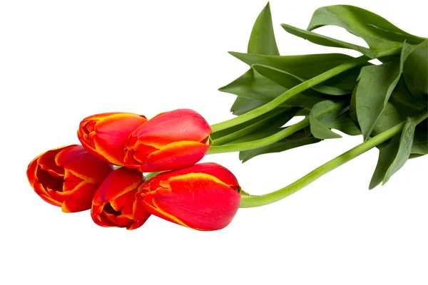 Fünf rote Tulpen — Stockfoto