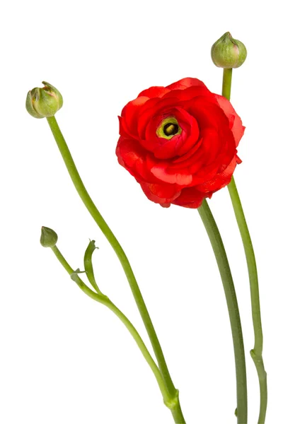 Όμορφη ενιαίο κόκκινο λουλούδι Royalty Free Φωτογραφίες Αρχείου