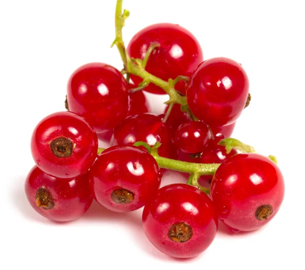 Red Currant close up — Stock Photo, Image