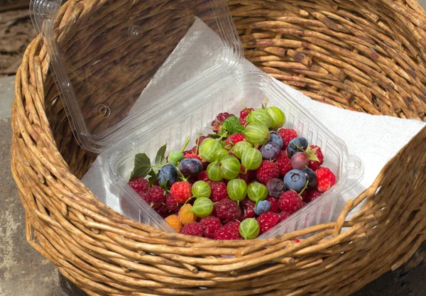 Frische Beeren im Korb — Stockfoto