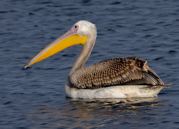 Pelikan Auf Dem Wasser — Stockfoto