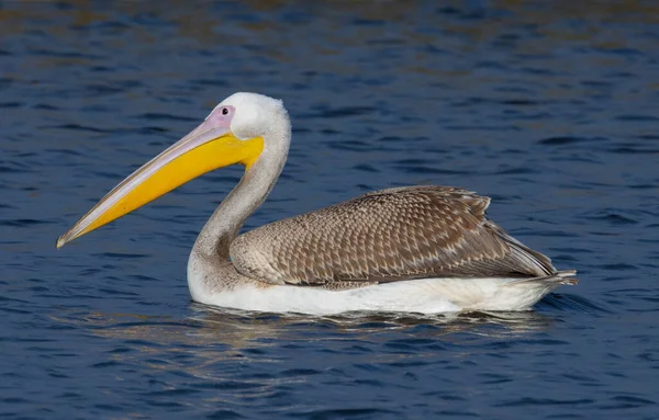 Pelican Sur Eau — Photo