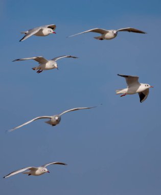 Martılar limanın üzerinde gökyüzünde uçuyor.