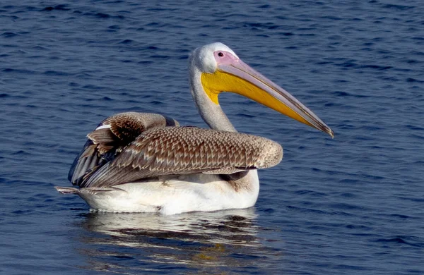 Mooie Dalmatische Pelican vogel zwemmen in meer met ongelooflijk blauw water. — Stockfoto