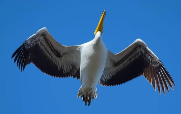 Big beautiful pelican flying on blue sky — Stock Photo, Image