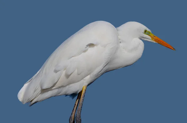 Ardea alba, garça comum, grande garça, grande garça branca, grande garça branca — Fotografia de Stock