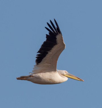 Mavi gökyüzünde uçan büyük, güzel bir pelikan