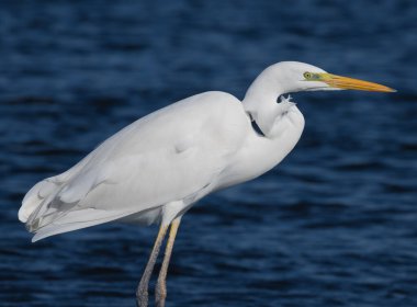 Ardea alba, genel balıkçıl, büyük balıkçıl, büyük beyaz balıkçıl, büyük beyaz balıkçıl