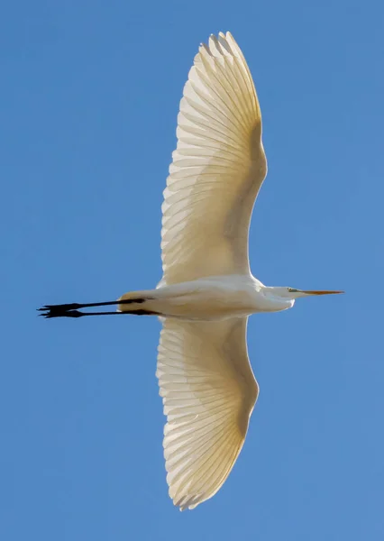 Flying Ardea alba, garza común, garza grande, gran garza blanca, gran garza blanca Imágenes de stock libres de derechos