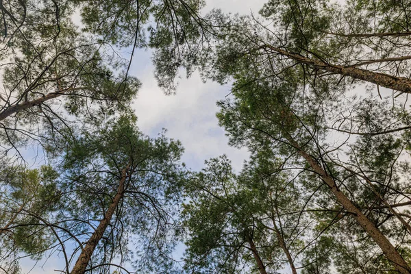 Patrząc Górę Pięknej Sosny Drzew Liściastych Drewna Baldachim Widok Dołu — Zdjęcie stockowe