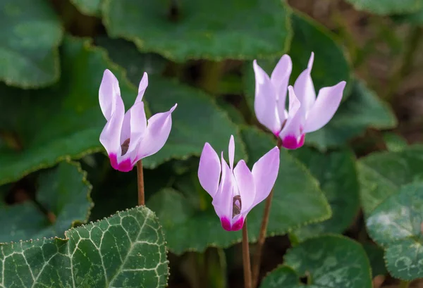 Wild Lilac Pink Flowers Cyclamen Persicum Bloom Spring Forest Israel — Stock Photo, Image