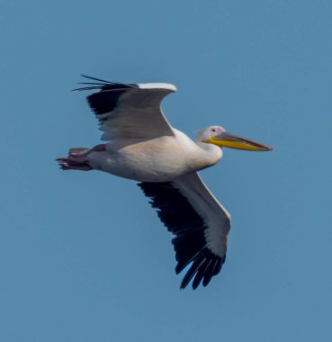 Mavi gökyüzünde uçan büyük, güzel bir pelikan