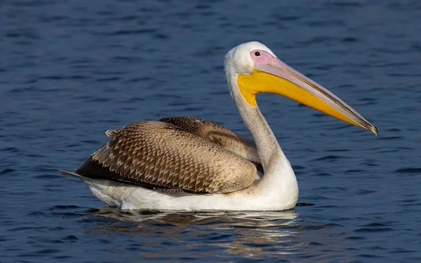 Pássaro Pelicano Dálmata Bonito Nadando Lago Com Água Azul Incrível — Fotografia de Stock