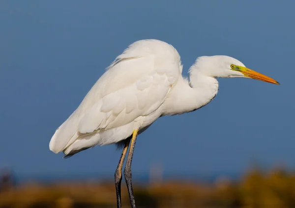 Ardea Alba Também Conhecida Como Torre Comum Grande Torre Grande — Fotografia de Stock