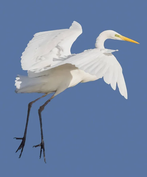 Voando Great White Egret Com Fundo Azul Céu — Fotografia de Stock