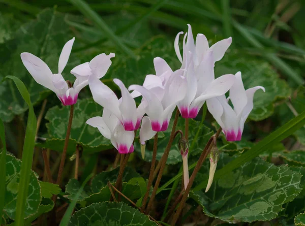 Fiori Rosa Lilla Selvatici Ciclamino Persicum Fioriscono Una Foresta Primaverile — Foto Stock