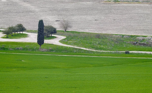 Paysage d'herbe verte avec des arbres — Photo