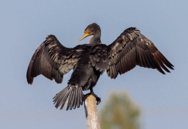 Kanatlarını açmış güneşin tadını çıkaran büyük karabatak.