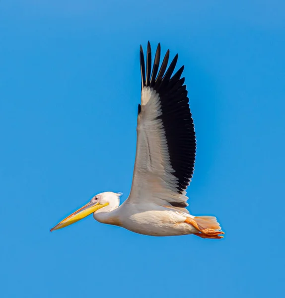 Grande Bela Pelicano Voando Céu Azul — Fotografia de Stock