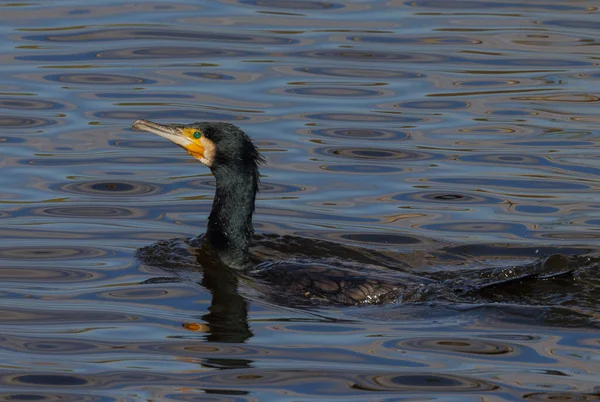 Kormoran Schwimmt See — Stockfoto