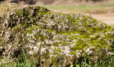 Üzerinde çiçekler büyüyen yosunlarla kaplı büyük bir taş.