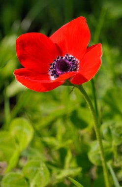 Kırmızı bir çiçek gibi yeşil bir zemin üzerinde güzel bir kırmızı şakayık.