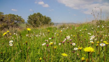 Mavi gökyüzü, yeşil bir çayırın üzerinde beyaz harika bulutlar.