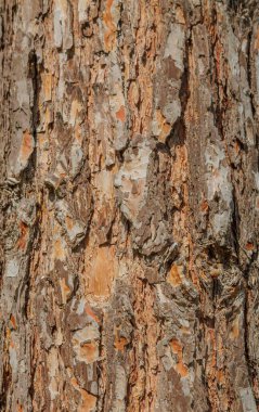 Çam ağacı kahverengi ağaç kabuğu dokusu