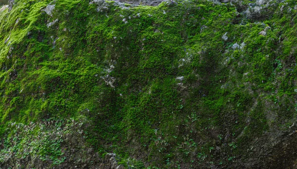 Yosun Kaplı Dev Bir Taş — Stok fotoğraf