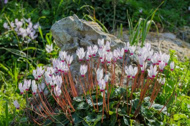 Ormanda Violet Kiklomenleri çiçek açar