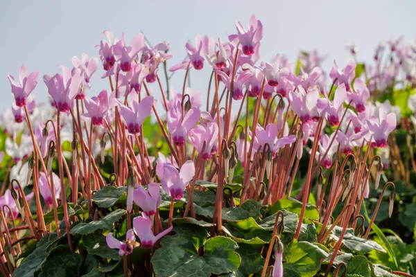 Ciclicomi Viola Sbocciano Nella Foresta — Foto Stock