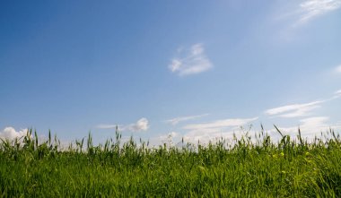 Mavi gökyüzü, yeşil bir çayırın üzerinde beyaz harika bulutlar.