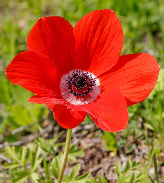 One Beautiful Red Anemone Green Background Scarlet Flower — Stock Photo, Image