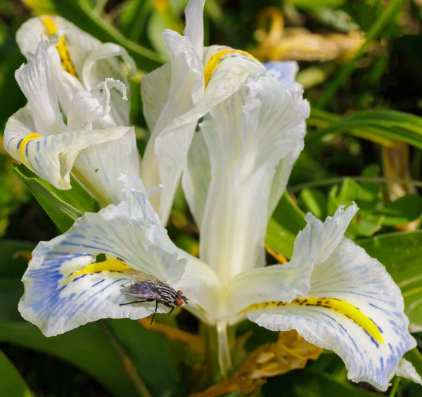 Nahaufnahme Der Weißen Bärtigen Irisblüte Mit Violetten Und Gelben Akzentfarben — Stockfoto