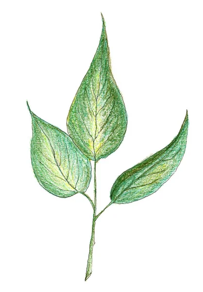 かわいい漫画の葉のスケッチ 緑の植物の要素 白地に孤立した花のイラスト 鉛筆画のテキスタイルデザイン — ストック写真