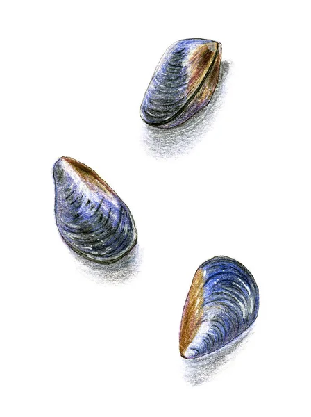 Hand Drawn Mussels Composition Isolated White Design Element Marine Inhabitants — Stock Photo, Image