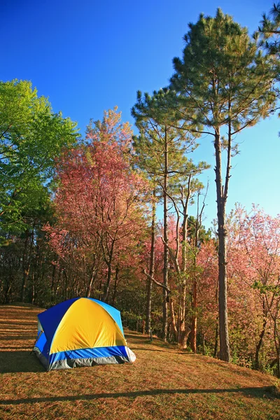 A tent on hill with Sakura pink flower on mountain in thailand,