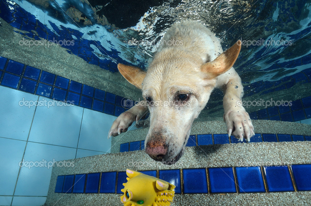 7 Reasons People Laugh About Your Do Labradors Have Webbed Paws