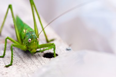 Locust portre