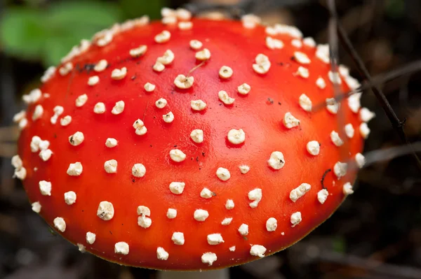 Inedible mushroom — Stock Photo, Image