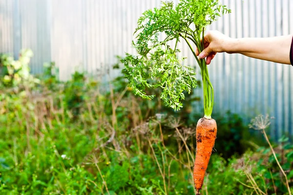 Zanahorias —  Fotos de Stock