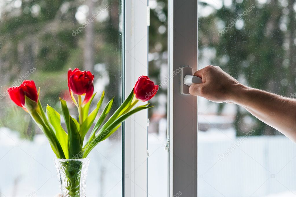 window with tulips