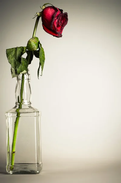 Vintage rose desséchée — Photo