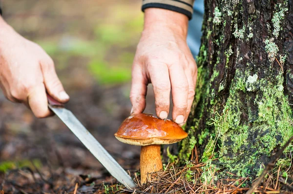 Man cuts a mushroom — Stock Photo, Image